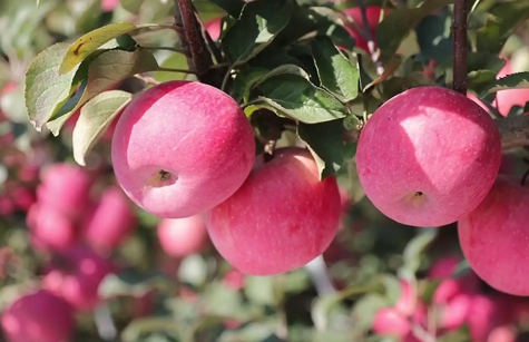 革命老区的OD电竞苹果王